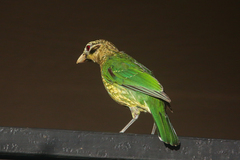 Ailuroedus maculosus