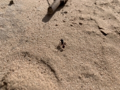 Pogonomyrmex rugosus