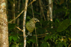 Ailuroedus maculosus