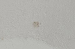 Scopula umbilicata