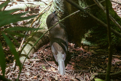 Scenopoeetes dentirostris