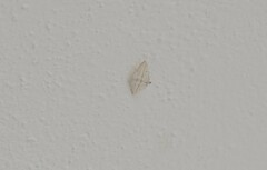 Scopula umbilicata