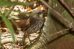 Scenopoeetes dentirostris