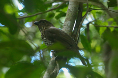 Scenopoeetes dentirostris