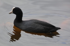 Fulica alai