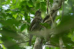 Scenopoeetes dentirostris