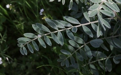 Astragalus oxyphysus