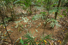 Scenopoeetes dentirostris