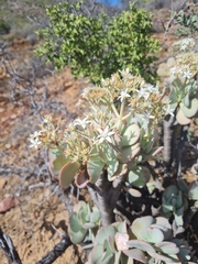 Crassula arborescens