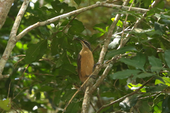 Ptiloris victoriae
