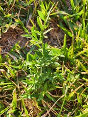 Mecardonia procumbens