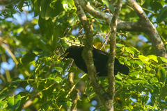 Ptiloris victoriae