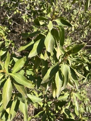 Myoporum laetum
