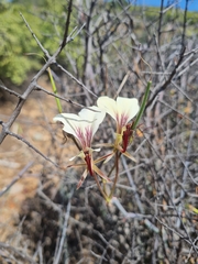 Pelargonium tetragonum