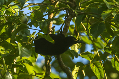 Ptiloris victoriae
