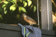 Ptiloris victoriae