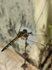 Indothemis carnatica