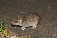 Rattus fuscipes