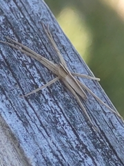 Pisaurina dubia