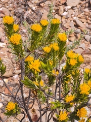 Pteronia fasciculata