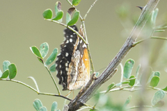 Anthanassa texana