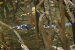 Ornithorhynchus anatinus
