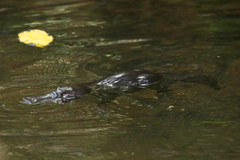 Ornithorhynchus anatinus