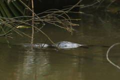 Ornithorhynchus anatinus