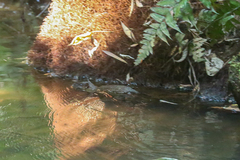 Hydromys chrysogaster