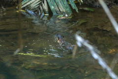 Hydromys chrysogaster