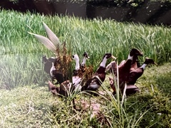 Anas platyrhynchos domesticus