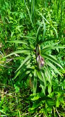 Lilium martagon pilosiusculum