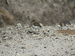 Charadrius javanicus