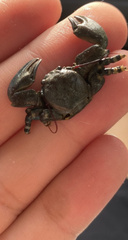 Petrolisthes cinctipes