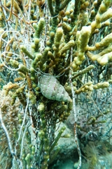 Phasianella australis