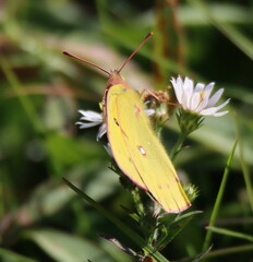 Colias