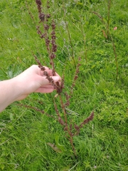 Rumex acetosa