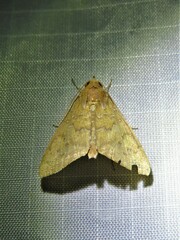 Anomis illita