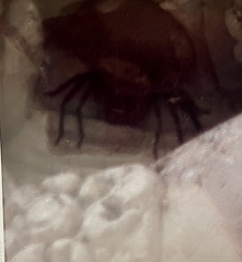 Heteropoda venatoria