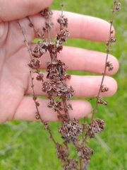 Rumex acetosa