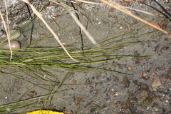 Potamogetonaceae
