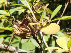 Rhododendron canescens