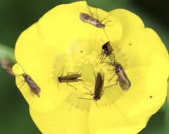 Micropterix calthella