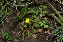 Oxalis perennans