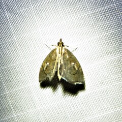 Perispasta caeculalis