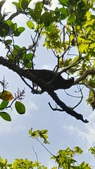 Nestor meridionalis septentrionalis