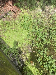 Hydrocotyle leucocephala