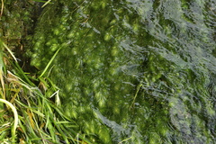 Ceratophyllum