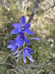 Thelymitra ixioides