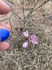 Palafoxia sphacelata